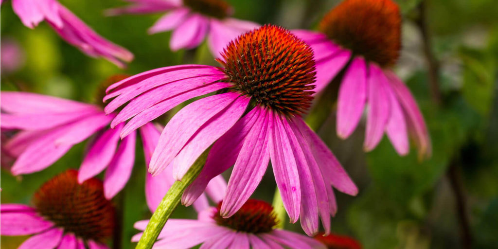 fiori di echinacea immunostimolanti naturali